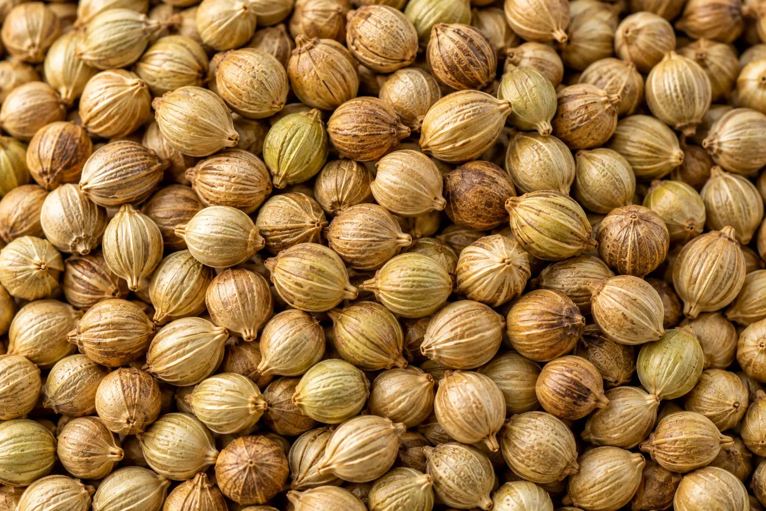 Coriander Seeds (Coriandrum sativum) sourced from Guna, Madhya Pradesh — photo 2 of 4