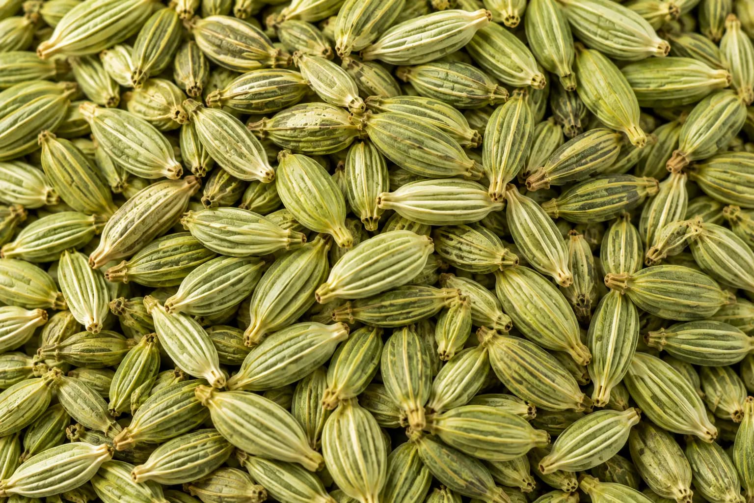 Fennel Seeds (Foeniculum vulgare) sourced from Unjha, Gujarat — photo 2 of 4