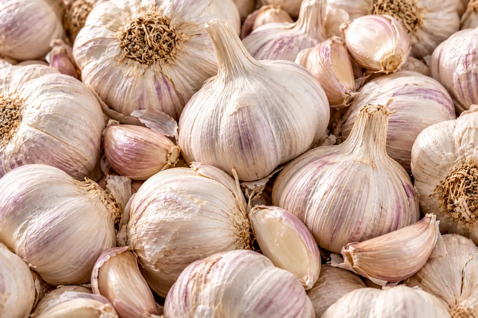 Garlic Bulbs (Allium sativum) sourced from Nashik, Maharashtra — photo 2 of 4